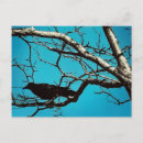 Search for ravens postcards Crow