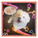 Search for bichon dog posters Frise