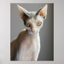 Search for hairless cat posters Sphinx