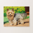 Search for yorkie puzzles Cute