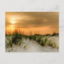 Search for seagull postcards Photography