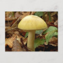 Search for poison postcards Fungi