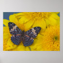 Search for sammamish Entomology
