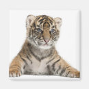 Search for sumatran magnets Animal