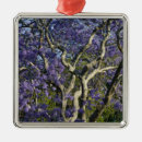 Search for bloom blooms blooming christmas tree decorations Branch