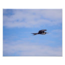 Search for frigatebird Wildlife