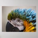 Search for parrots art Animals