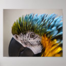 Search for parrot lover posters Animal