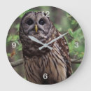 Search for owl clocks Wildlife