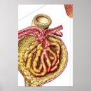 Search for organ anatomy posters Digitally generated image