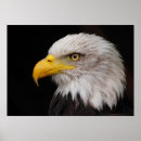 Search for dominant posters Wild