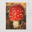 Search for fly agaric postcards Fungus