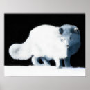 Search for black and white fox posters Arctic