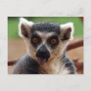 Search for lemur postcards Wildlife