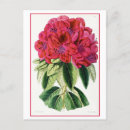 Search for rhododendron Botanical