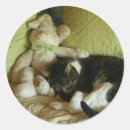 Search for bunny kitty Pets
