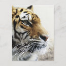 Search for tiger head postcards Vertical