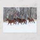 Search for horse run postcards Winter