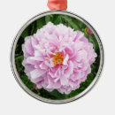 Search for tree peony Beautiful