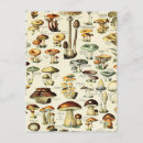 Search for vintage mushrooms postcards Nature