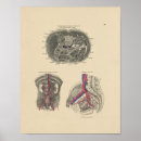Search for aorta posters Anatomy