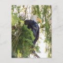 Search for perching postcards Forest