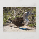 Search for booby postcards Blue footed booby