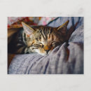 Search for cats sleeping postcards Cute