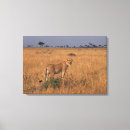 Search for single wide posters Africa