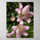 Search for tiger lily posters Nature