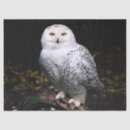 Search for owl tissue paper Bird