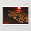 Search for african animal postcards Leopard