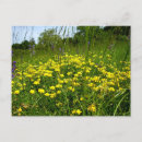 Search for wild bird postcards Yellow