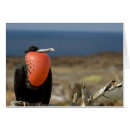 Search for frigatebird National park