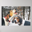 Search for walker posters Treeing walker coonhound