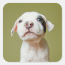 Search for bulls eye stickers Dog