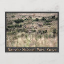 Search for nairobi postcards Wildlife