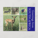 Search for south african postcards Elephant