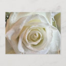 Search for purity postcards White