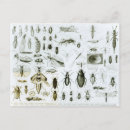 Search for beetles postcards Flies