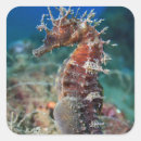 Search for sea horse stickers Nautical
