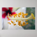 Search for pollen posters Stamen