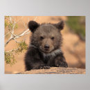Search for grizzly bear posters Outdoors