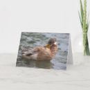 Search for birders cards Birds