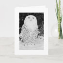 Search for owl christmas cards Wildlife