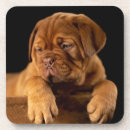 Search for mastiff barware Pet