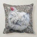Search for hen cushions Poultry