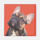 Search for loyal magnets Frenchie