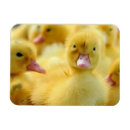 Search for groups magnets Cute