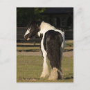 Search for vanner cards invites Gypsy vanner horse